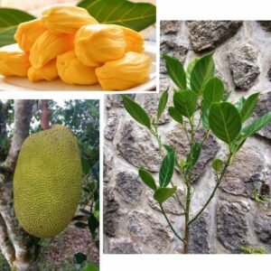 Nangka Madu J33 / Tekam Yellow