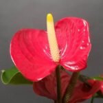 Anthurium Mini Merah