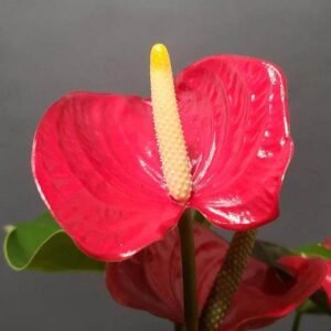 Anthurium Mini Merah