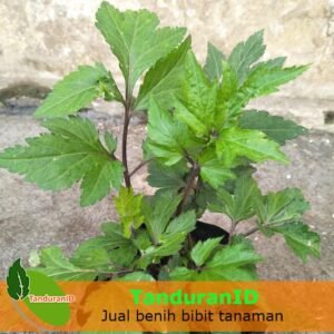 Valerian Hutan