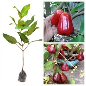 Jambu Air Kesuma Merah