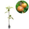 Pear Nashi - Gambar 2