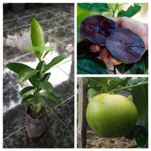 Black Sapote Jumbo ( Sawo Hitam )