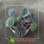 Begonia Phironia
