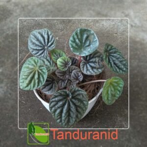 Begonia Phironia