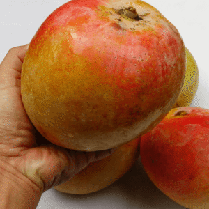 Mangga Agrimania Tinggi 1 Meter