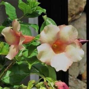 Alamanda Coklat