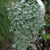 Dichondra Silver Hair - Gambar 2