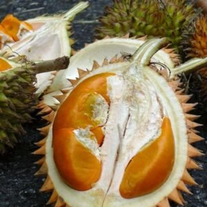 Durian Tembaga